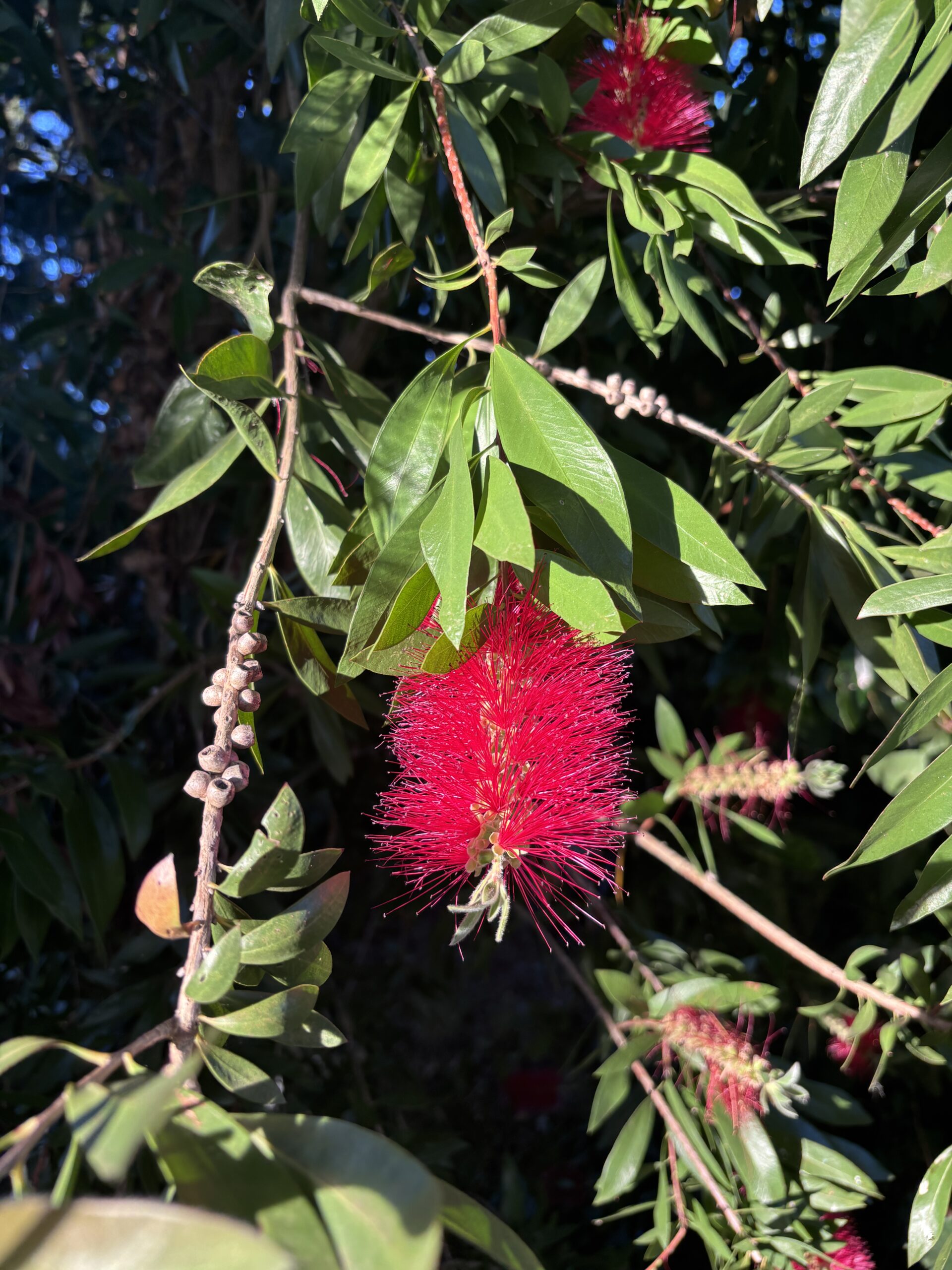 Callistemon
