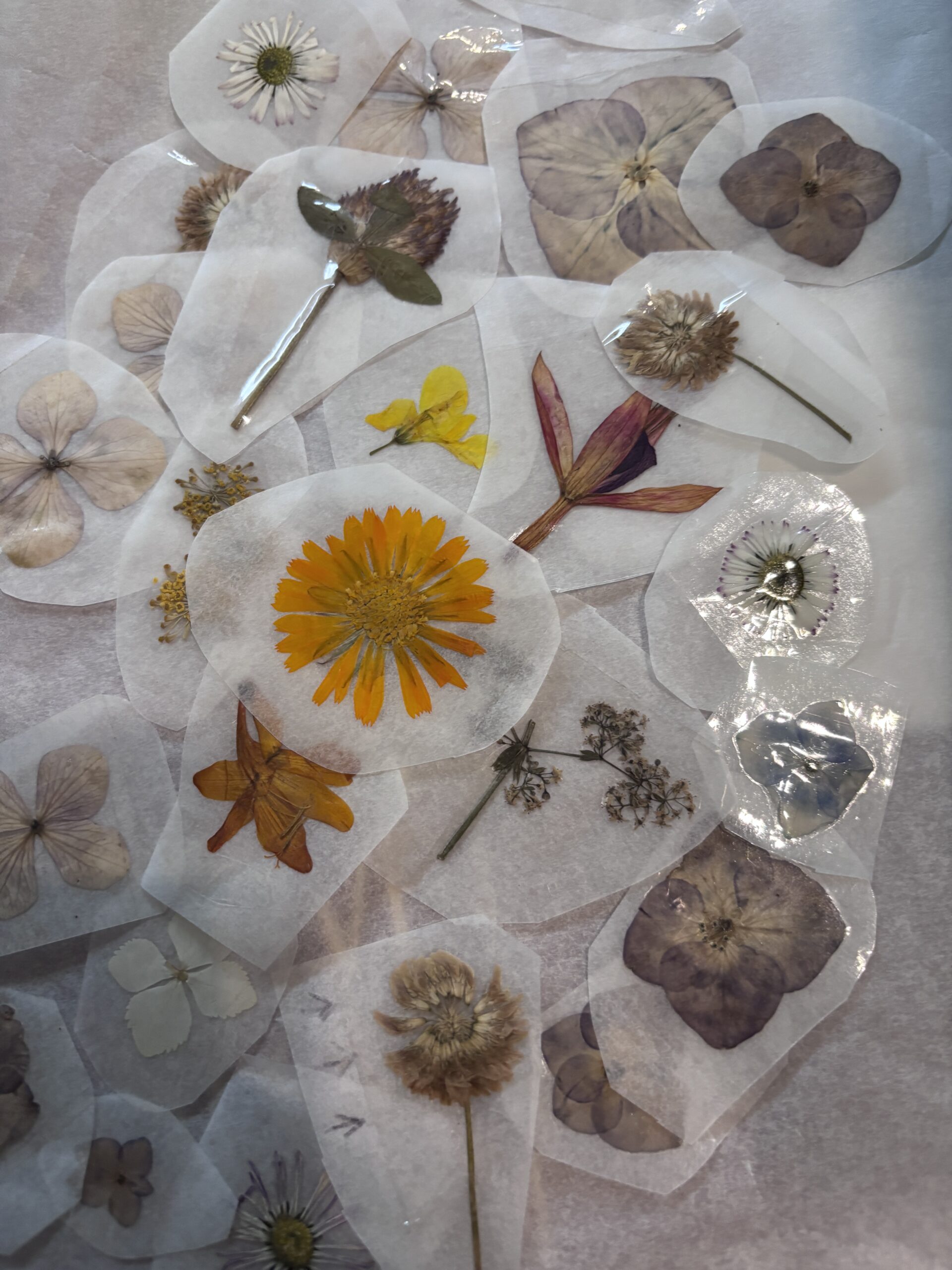 Pegatinas botánicas