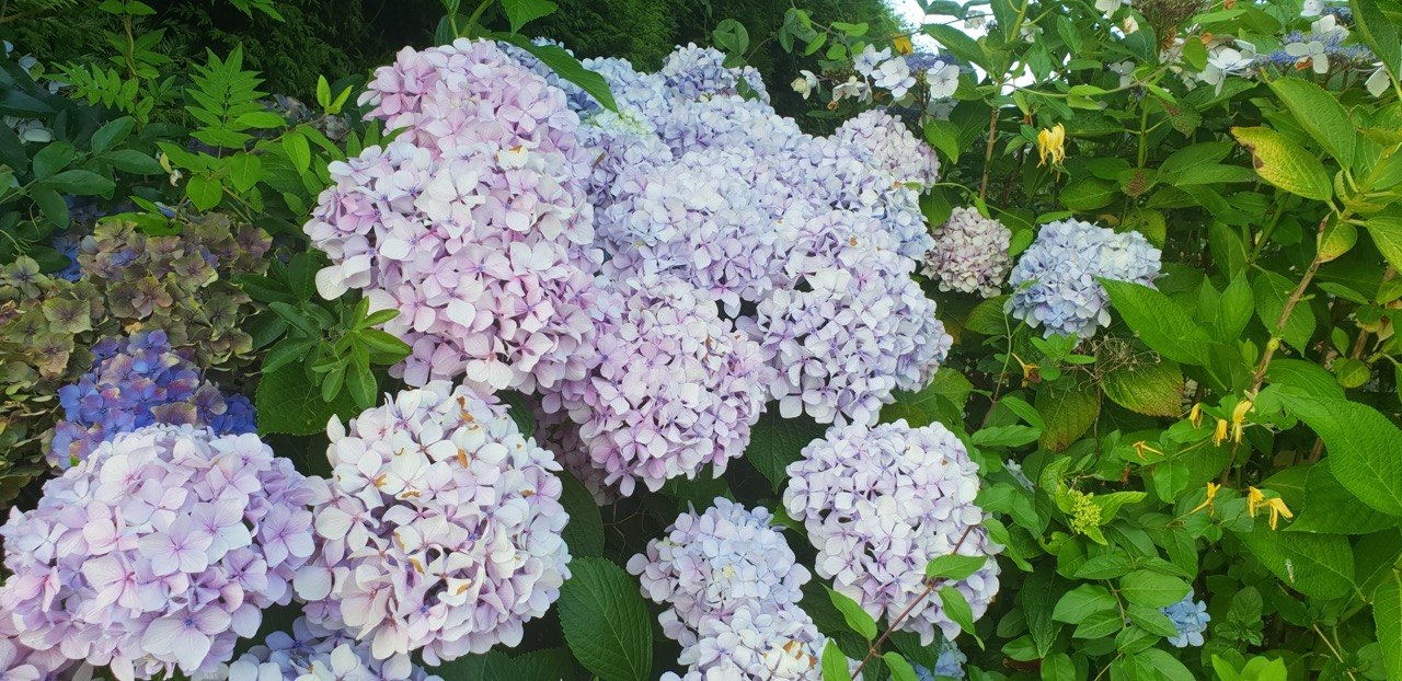 Macizo de hortensias lilas en jardin natural