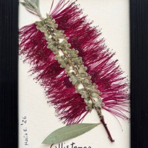 Cuadro Callistemon de 10x15 cm sostenido en la mano, referencia de tamaño