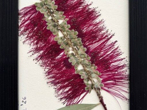 Cuadro «Callistemon»