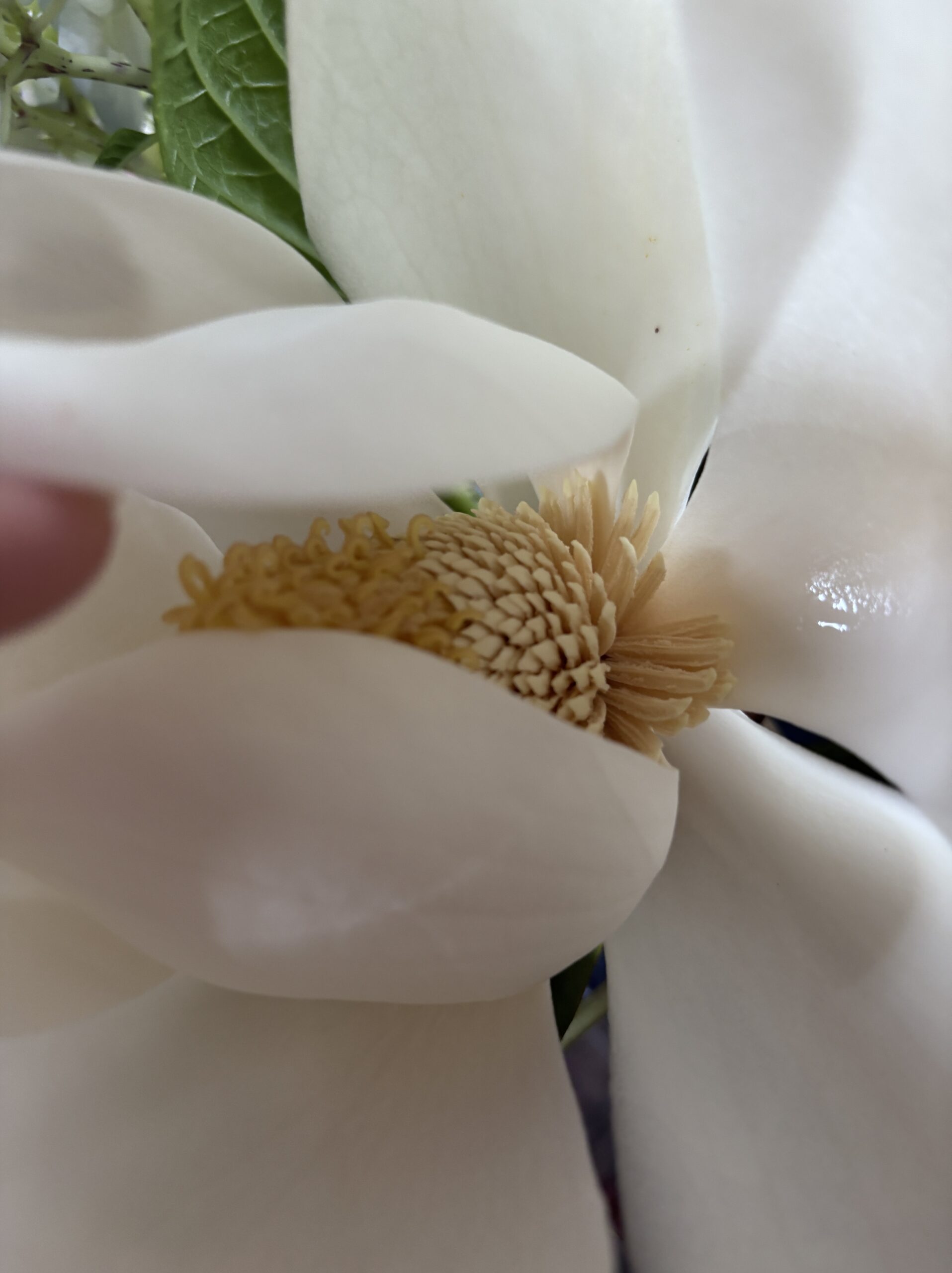 Magnolia grandiflora