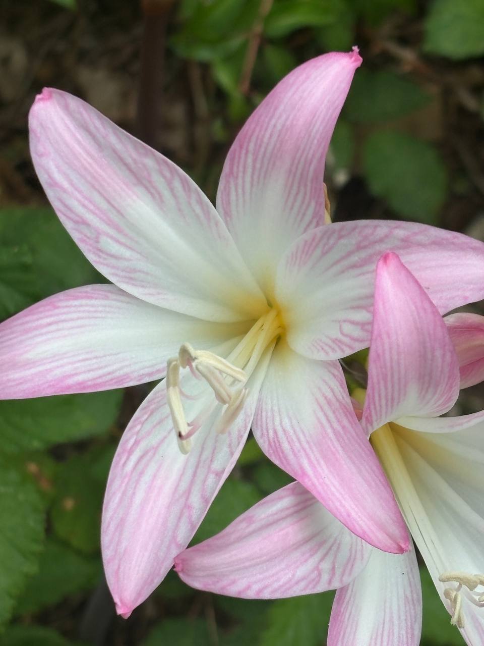 Detalle de estambres y estilo de la Amaryllis belladonna, pétalos blancos con estrías rosa y hojas verdes al fondo